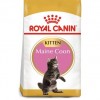 Royal Canin Gato Kitten Maine Coon - 1