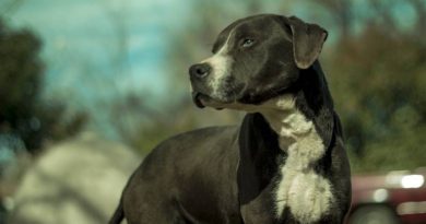 existen las razas de perros peligrosos