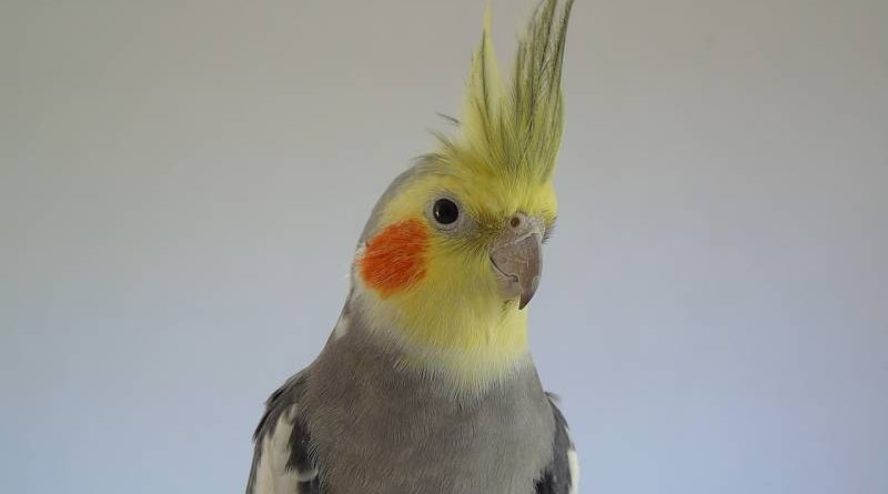 que tipos de pájaros ninfa hay