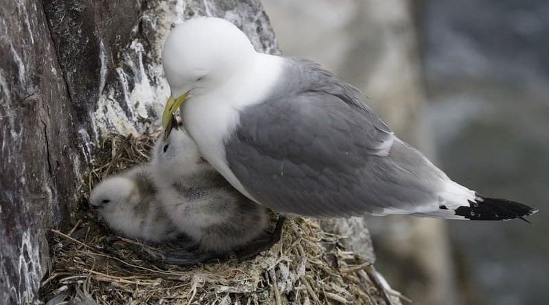 Tipos de nidos para pájaros