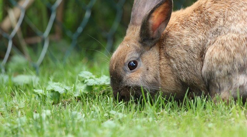 ¿Qué comen los conejos?
