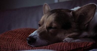 como dormir a un perro