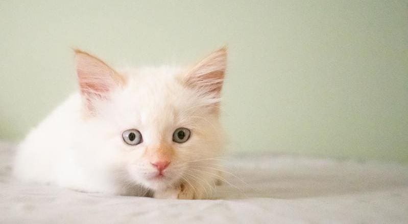 Descubre el de ✓ Razas de gatos Cariñosos ✓ - Housepet