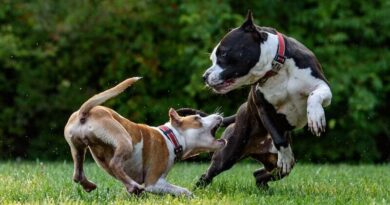 como sudan los perros