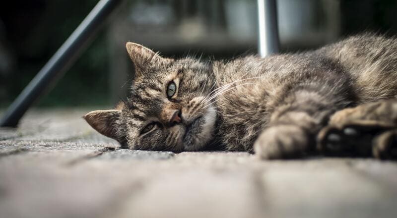Huracán Incorrecto Frente a ti Mi ✓ Gato Respira Muy Rápido ✓ causas y soluciones - Housepet