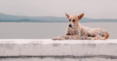 tratamiento parvovirus en perros