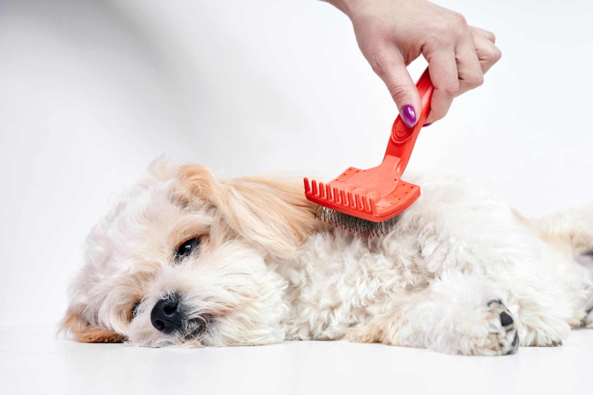 Cómo cuidar el pelo del Yorkshire Terrier  Purina